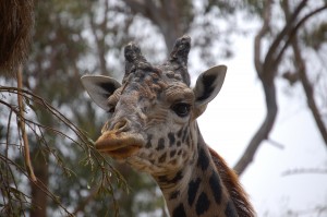 Giraffe 1_00009